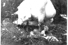 1987-06-13-Bergische-Landeszeitung-Schwanen-Nest