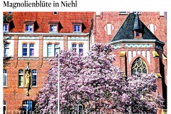 23-04-18-Magnolienbluete-in-Niehl-002