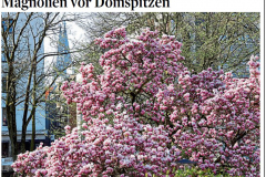 25-04-03-KStA-Magnolien-vor-Domspitzen