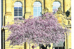 26-03-19-Den-Riehlern-blueht-was