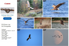 Canon-Herausforderung-Voegel-im-Flug-05