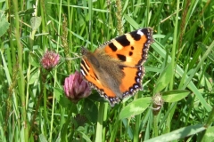 07-06-17-Vogelsanggebiet10+