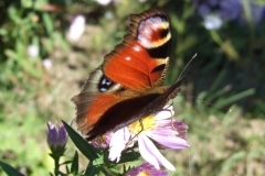 11-10-02-Schmetterlinge 011+