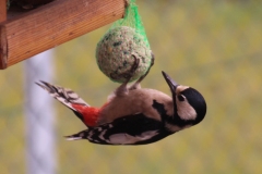 17-03-18-Buntspecht-018