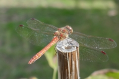 18-09-16-Libelle 015+