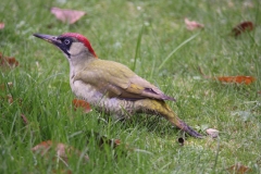 18-11-02-Vögel im Garten 004+