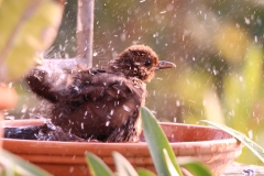 19-08-29-badende Amsel 001+