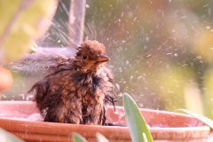 19-08-29-badende Amsel 008+