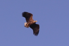 19-10-23-Seeadler-Loddiner-Hoeft-009