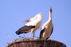 20-04-07-Bislicher Insel 039+