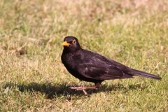 20-04-08-Amsel 028+