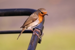 20-04-08-Rotkehlchen 007+