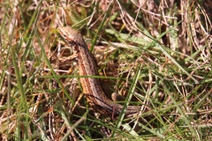 20-04-11-Drover Heide 005+