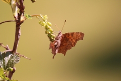 20-04-12-Leben im Garten 005+
