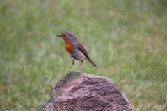20-04-12-Leben im Garten 014+