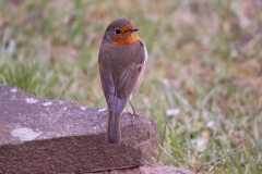 20-04-12-Leben im Garten 016+