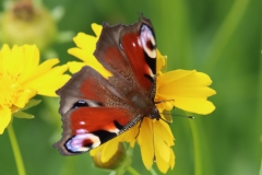 21-07-19-Jena Gartenleben 006+