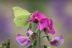 21-07-22-Jena Gartenleben 006+