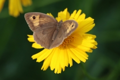 21-07-23-Jena Gartenleben 012+
