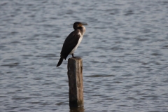 21-09-07-Bislicher-Insel-028
