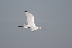 21-09-07-Bislicher-Insel-078