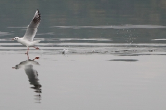 21-09-26-Möwe 005++