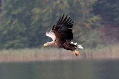 21-09-26-Seeadler 019+