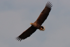 21-09-27-Seeadler 088+