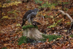 Habicht mit Schnepfe