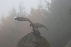 Steinadler im Nebel