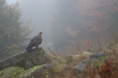 Steinadler