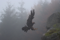 Steinadler am natürlichen Ehrenmal am Glöckner im Thüringer Wald