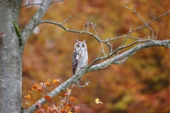 Waldohreule im Thüringer Wald