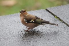 21-11-02-Gartenvögel 051+