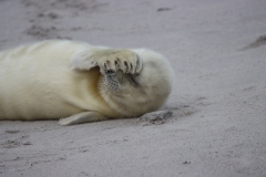 21-11-26-Helgoland-012