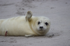 21-11-26-Helgoland-014