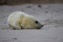 21-11-26-Helgoland-025