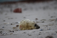 21-11-26-Helgoland-110