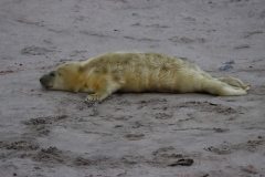 21-11-26-Helgoland-177