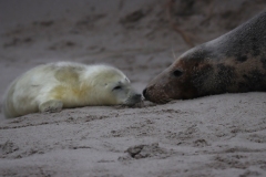 21-11-27-Helgoland-296