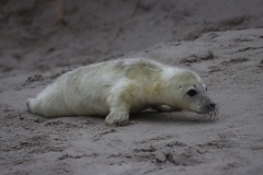 21-11-27-Helgoland-318
