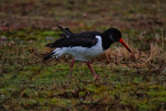 21-11-27-Helgoland-339