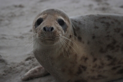 21-11-27-Helgoland-364