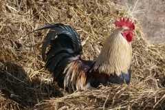22-02-11-Urdenbacher-Kaempe-040