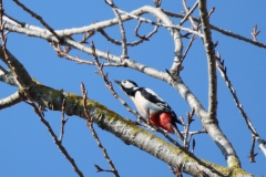 22-02-28-Silbersee-018