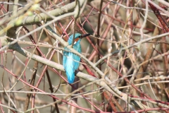 22-03-26-Saarner-Aue-017