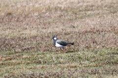 22-04-11-Borkum-012