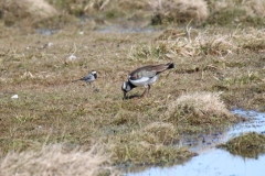 22-04-11-Borkum-025