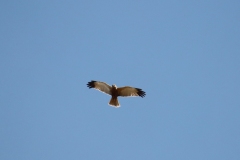 22-04-11-Borkum-102