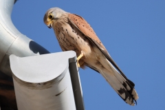22-04-18-Jena-Falke-015